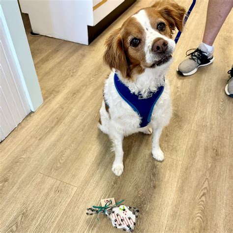 Dog Boutique Naples Fl