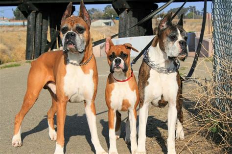 dog boxer breed different types