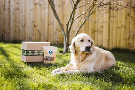 Dog Boxes For Chewers