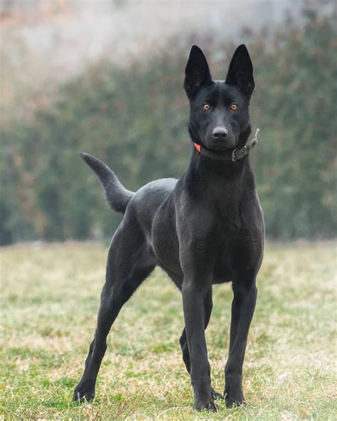 dog breed belgian malinois black