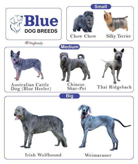 Dog Breed Dark Blue