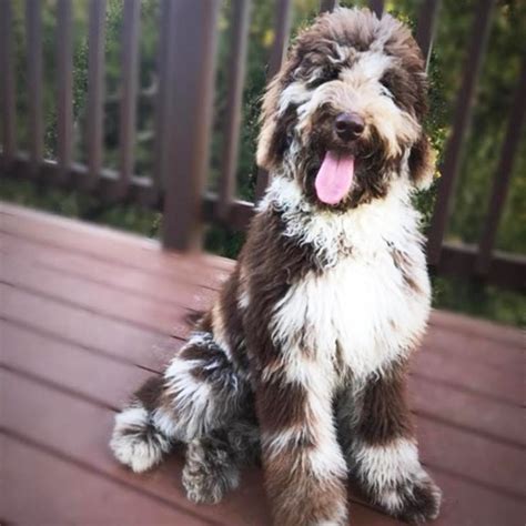 dog breed double doodle