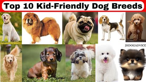 Dog Breed For Kid Friendly