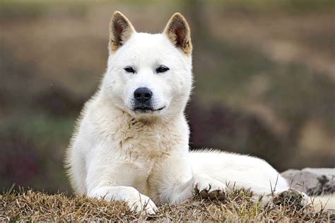 Dog Breed Jindo