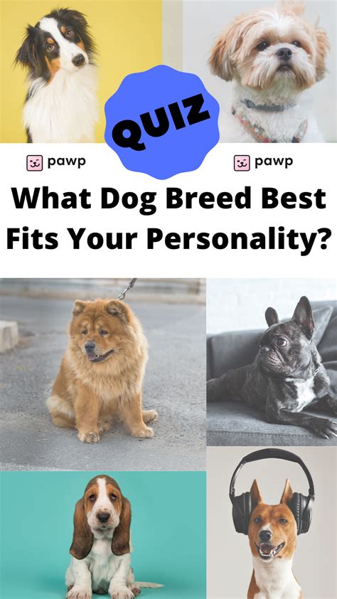 dog breed personality test