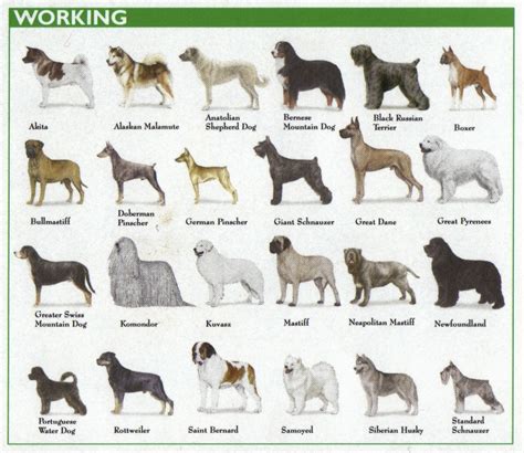 dog breed with pictures