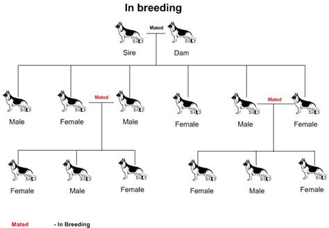 dog breeding is an example of what type of selection