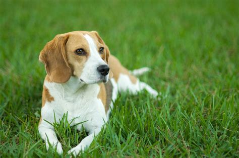 Explore Different Dog Breeds And Find The Perfect Companion