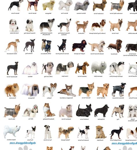 dog breeds a-z with pictures small