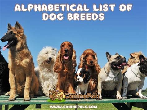 dog breeds alphabetical order facts