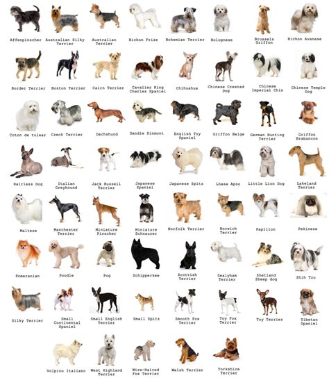 dog breeds alphabetical with pictures
