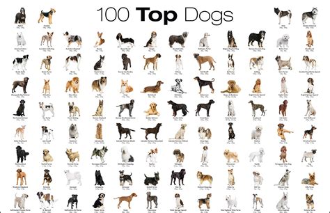dog breeds list alphabetically with pictures