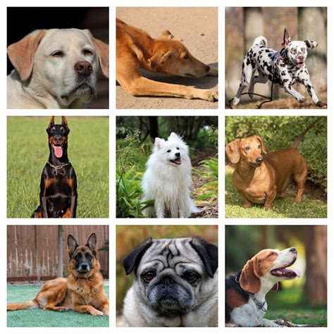 dog breeds list with price in india