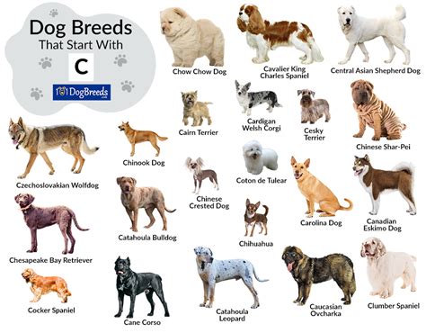 dog breeds names start with c