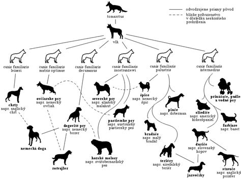 dog breeds over time