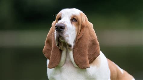 dog breeds with big floppy ears