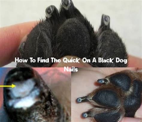 Dog Breeds With Black Nails