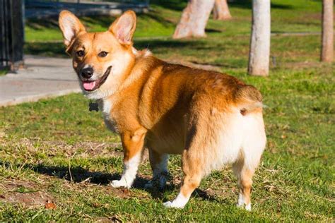 dog breeds with bobbed tails