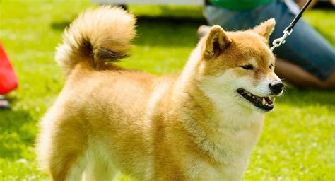 dog breeds with curved tails
