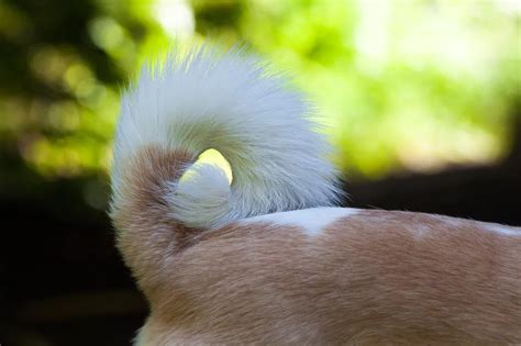dog breeds with cute tails