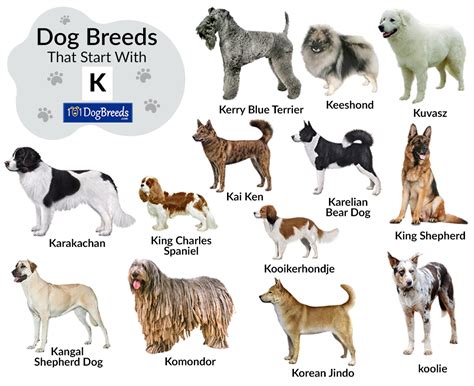 dog breeds with k