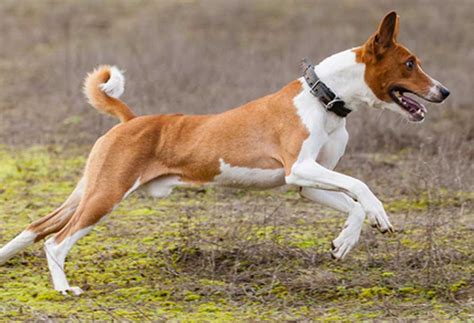 dog breeds with long curved tails