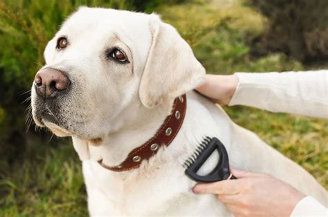 Dog Brush For Labrador