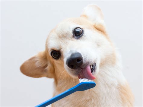 Dog brushing teeth
