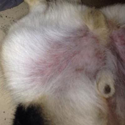 Dog Bumps Around Groin