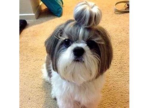 dog bun hair