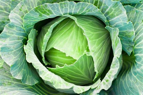 Dog Cabbage Meaning