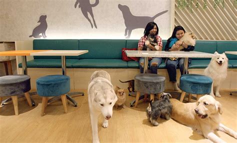 Dog Cafe Fleet