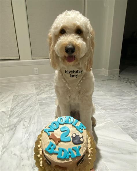 Dog Cake Austin