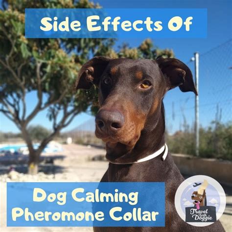 Dog Calming Collar Side Effects