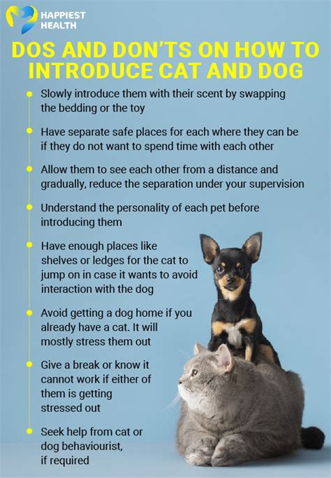 dog cat introductions