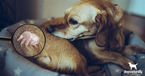 Dog Catch Scabies