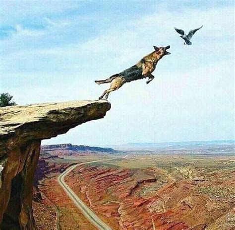 dog chasing bird off cliff