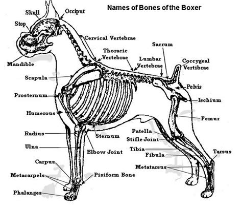 Dog Chest Bones
