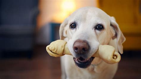 Dog Chew Bone Recipes