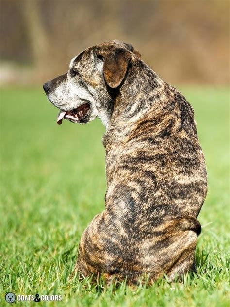 Dog Coat Brindle