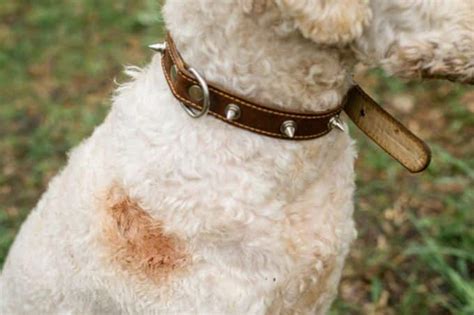 Dog Collar Causing Sores