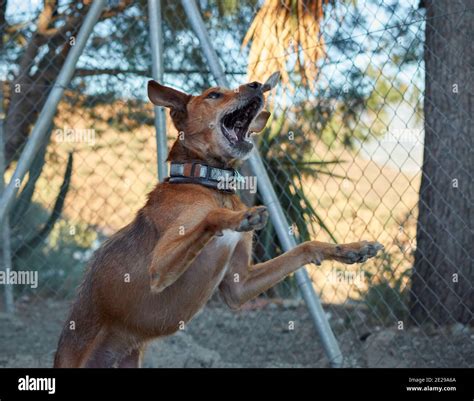 Dog Collar For Jumping