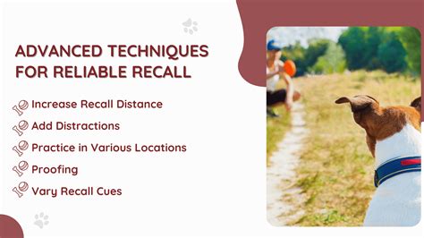 Dog Collar For Recall