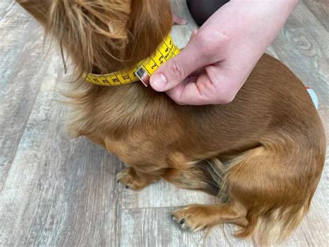 Dog Collar Thickness