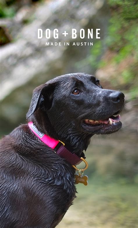 Dog Collars Austin Tx