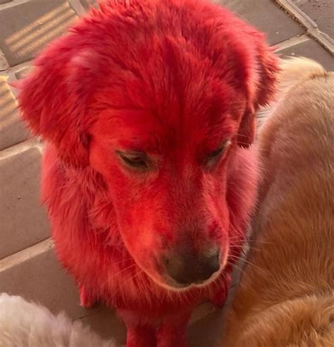 Dog Color Red