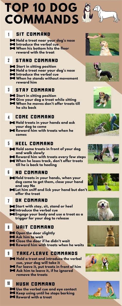 Dog Command List