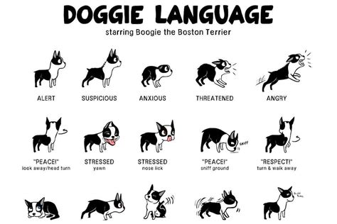Dog Commands In Different Languages