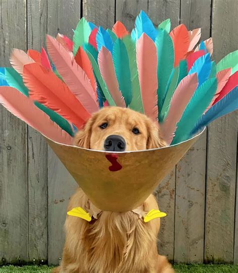 Dog Cone Costumes