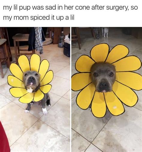 Dog Cone Funny